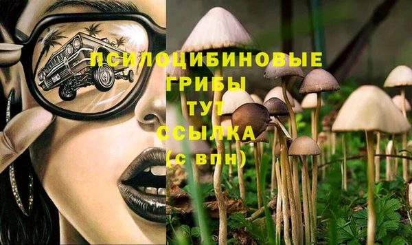 стаф Аркадак